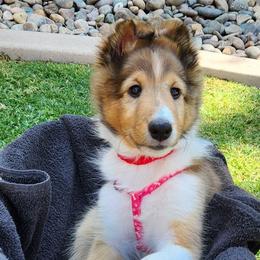 Gray - Sable and white male Shetland Sheepdog puppy in Chandler, Arizona from Keri Koch