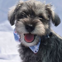 Boy 3 - Salt and pepper Miniature Schnauzer puppy in Alabama from Imperial Schnauzers