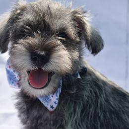 Boy 3 - Salt and pepper Miniature Schnauzer puppy in Alabama from Imperial Schnauzers