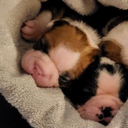 Boston Terrier Puppies from Simply Boston
