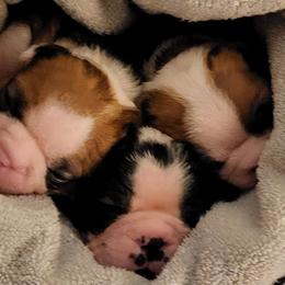 Boston Terrier Puppies from Simply Boston