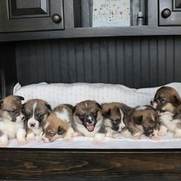 Pembroke Welsh Corgi puppies from GoldStar Corgis (License Number 18519)