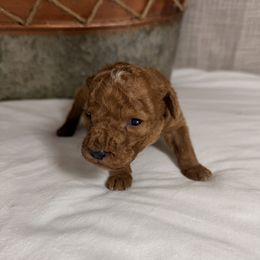 Santa - Red  male Goldendoodle puppy in Luana, Iowa from Country View Bernedoodles and Goldendoodles