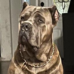 Ares - Cane Corso