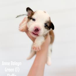 Green - Anne Boleyn (fluffy) - Red female Pembroke Welsh Corgi puppy in Milan, Georgia from Williams’ Welsh Corgis LLC