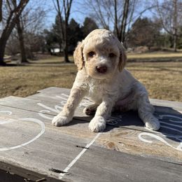 Girl 1 - Orange roan Lagotto Romagnolo puppy in Illinois from Spalvieri Lagotti Services