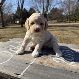 Girl 1 - Orange roan Lagotto Romagnolo puppy in Illinois from Spalvieri Lagotti Services