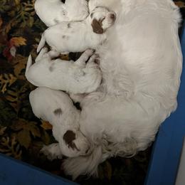 Clumber Spaniel Puppies from Briton Clumber Spaniels