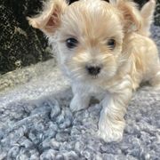 Mi-Ki Puppies from Rare Gem Mi-Ki’s LTD