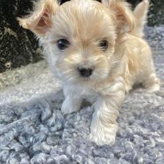 Mi-Ki Puppies from Rare Gem Mi-Ki’s LTD