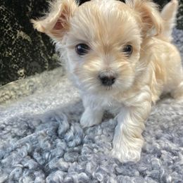 Mi-Ki Puppies from Rare Gem Mi-Ki’s LTD