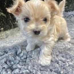 Mi-Ki Puppies from Rare Gem Mi-Ki’s LTD