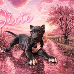 Dixie - Black female Perro de Presa Canario puppy in Horizon, Texas from Mesquite Creek Kennels