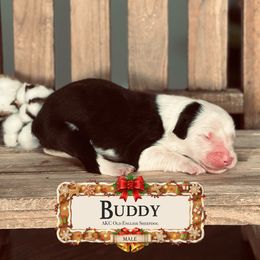 Buddy - Gray and white male Old English Sheepdog puppy in Cleveland, Tennessee from Narrow Path Old English & Sheepadoodles