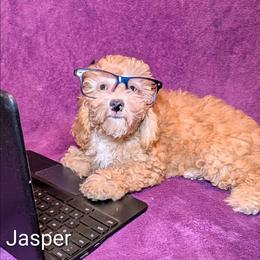 Jasper - Buff male Cockapoo puppy in Sunset, Louisiana from Cano Cockapoos