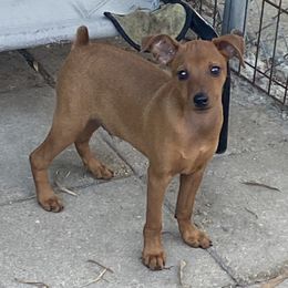 Miniature Pinscher puppies from Marlex Min Pins