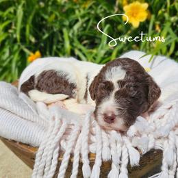 Sweetums - female Newfypoo puppy in Hardin, Kentucky from Bluegrass Newfypoos