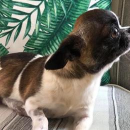 Dolly - Chihuahua