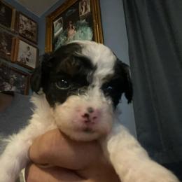 Bud-Blue collar - Parti male Poodle puppy in Winter Haven, Florida from Herdez’s Poodles