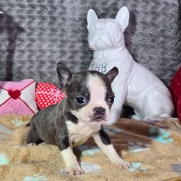 Peach - Blue female Boston Terrier puppy in Millers Creek, North Carolina from Tumbling Shoals Hilltop Bostons