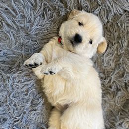 Golden Retriever Puppies from St. Croix Golden Retrievers