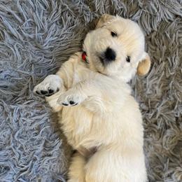 Golden Retriever Puppies from St. Croix Golden Retrievers