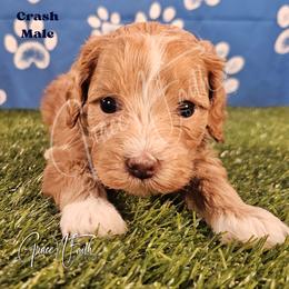 Crash - Red  male Goldendoodle puppy in Peyton, Colorado from Grace N Faith Doodles