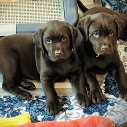 Pepper - Chocolate female Labrador Retriever puppy in Penn Valley, California from Pleasant Valley Creekside Ranch, LLC