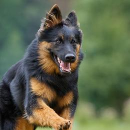 Belgian Malinois, Dutch Shepherds, and German Shepherds from Andy's Elite K9