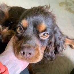 Boy 1 - Green - Chocolate male Cavalier King Charles Spaniel puppy in Celina, Ohio from Lee’s Cavaliers