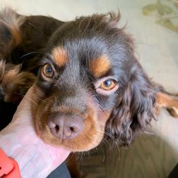 Boy 1 - Green - Chocolate male Cavalier King Charles Spaniel puppy in Celina, Ohio from Lee’s Cavaliers