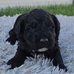Boy 5 - Portuguese Water Dog puppy from Utah Lake Porties