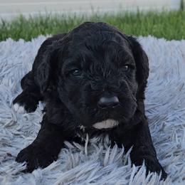 Boy 5 - Portuguese Water Dog puppy from Utah Lake Porties
