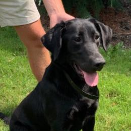 Peggy - Labrador Retriever