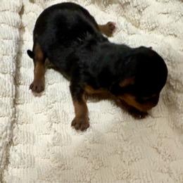 Female puppy - Black and tan female Yorkshire Terrier puppy in Westminster, South Carolina from Perseverance Dell