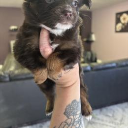 Love - Red tri female Toy Australian Shepherd puppy in Carlsbad, New Mexico from Carlsbad Toy Aussies