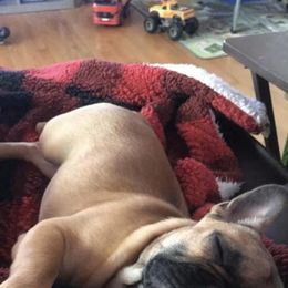 French Bulldog Puppies from Heartfelt Kennels