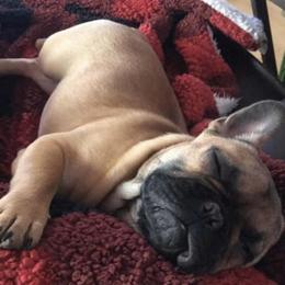 French Bulldog Puppies from Heartfelt Kennels