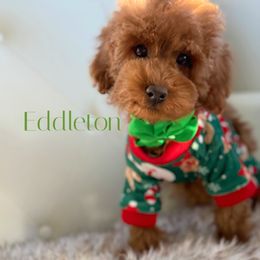 Eddleton - Red  male Poodle puppy in Gilbert, Arizona from My Poodle Bears