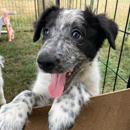 Willow - Black and white female Border Collie puppy in Holden, Missouri from Spotted Feather Farm