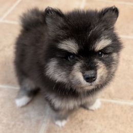 Pluto - Black and white male Pomsky puppy in Temple, Texas from Lone Star Pomsky