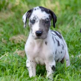 Show marked harlequin girl - Harlequin female Great Dane puppy in Golconda, Illinois from Breken Great Danes