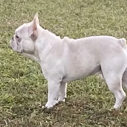 Romulus  - French Bulldog
