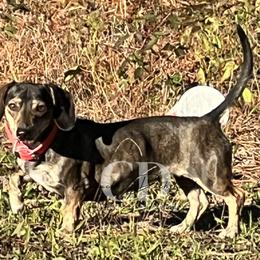 Dachshund Puppies from Camacho_Dachshunds
