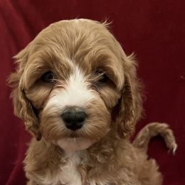 Girl 6 - Cockapoo puppy in Grand Junction, Colorado from Asyouwish Cockapoos