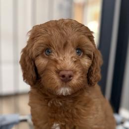 Polar - Caramel red male Australian Labradoodle puppy in Oregon from Forever Loyal Labradoodles