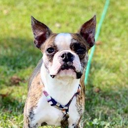 Tillie - Boston Terrier