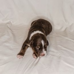 Boy 2 - Red tri-color male Australian Shepherd puppy in Chino, California from RanchLand Aussies HC