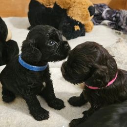 Cocker Spaniel Puppies from Cocker Paradise