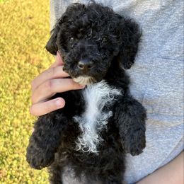 Cocoa - Black female Goldendoodle puppy in Gastonia, North Carolina from Crowders Creek Doodles